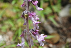 Orthosiphon wulfenioides