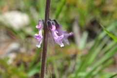 Orthosiphon wulfenioides