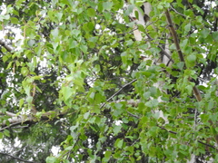 Betula pendula
