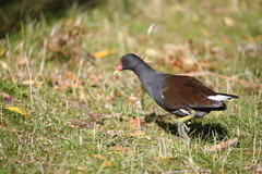 Gallinula chloropus