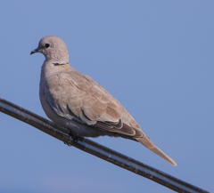 Streptopelia decaocto