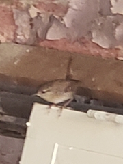 Troglodytes hiemalis