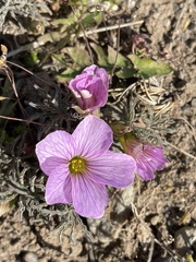 Oxalis laciniata