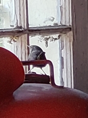 Troglodytes hiemalis