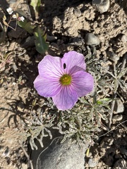 Oxalis laciniata