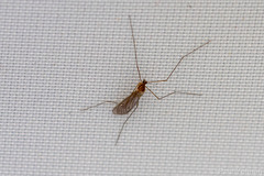 Trichoceridae