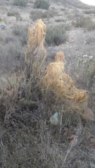 Allenrolfea occidentalis