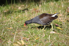Gallinula chloropus