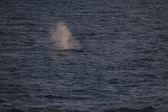 Balaenoptera musculus brevicauda