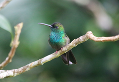 Chalybura urochrysia