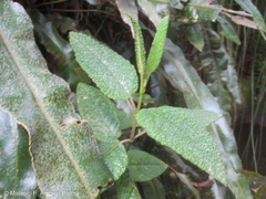 Aristeguietia glutinosa