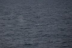 Balaenoptera musculus brevicauda