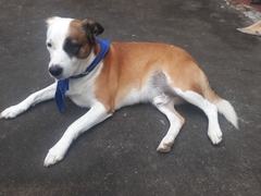 Canis familiaris