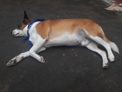 Canis familiaris