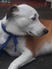 Canis familiaris