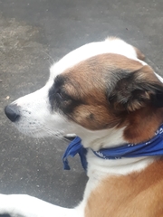 Canis familiaris