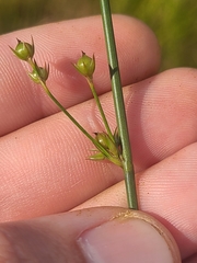 Juncus coriaceus
