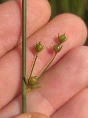Juncus coriaceus