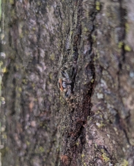 Platycryptus undatus