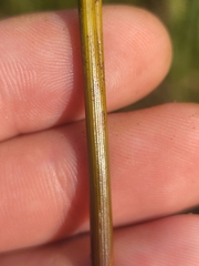 Juncus coriaceus
