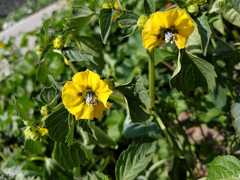 Physalis philadelphica