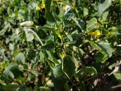 Physalis philadelphica