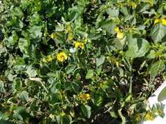 Physalis philadelphica