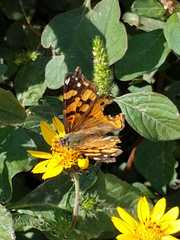 Vanessa annabella