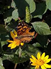 Vanessa annabella