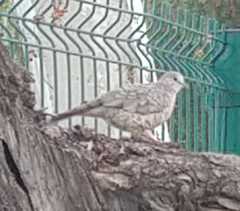 Columbina inca