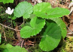Rubus repens