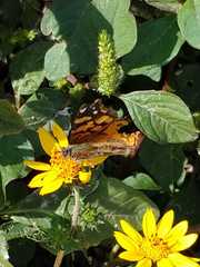 Vanessa annabella