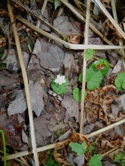 Rubus repens
