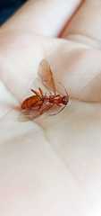 Camponotus hannani