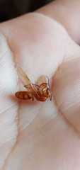 Camponotus hannani