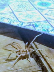 Lycosa tarantula