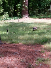 Branta canadensis