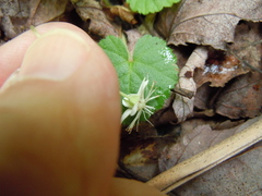 Rubus repens