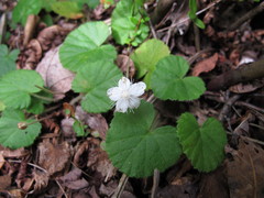 Rubus repens