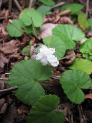 Rubus repens