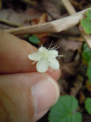Rubus repens