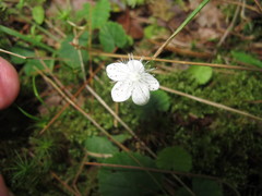 Rubus repens