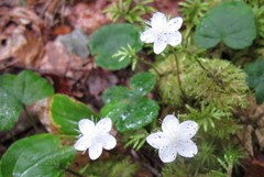 Rubus repens