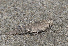 Ommexecha brunneri