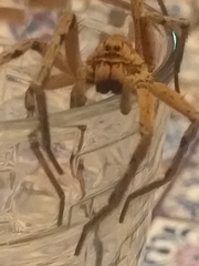 Lycosa tarantula