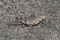 Ommexecha brunneri