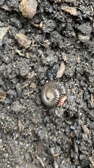 Tachypodoiulus niger