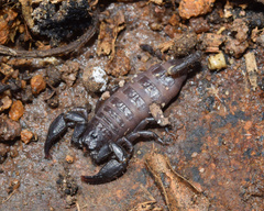 Opisthacanthus validus