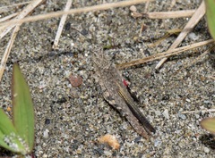 Ommexecha brunneri