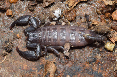 Opisthacanthus validus